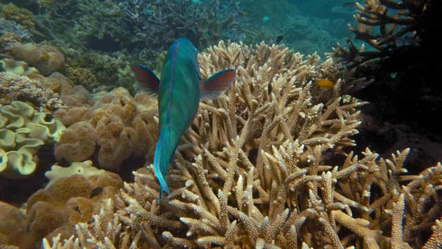 Sixth mass bleaching event strikes reef since 2016