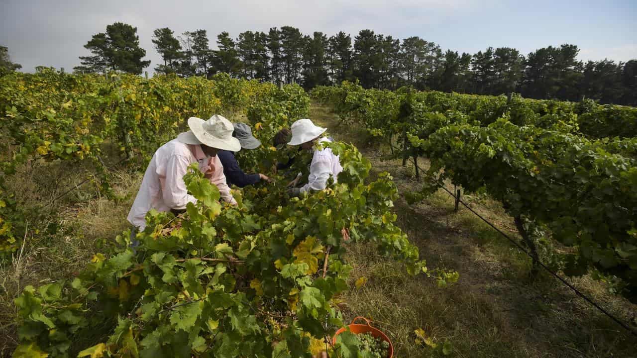 Coalition plans Pacific labour review, unclear on aid