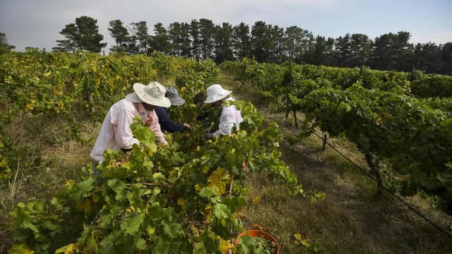 Coalition plans Pacific labour review, unclear on aid