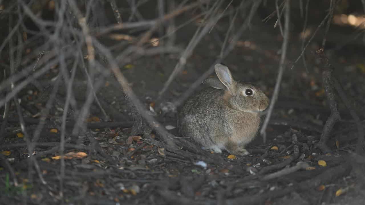 Rabbit plague looms amid calls for new biocontrols