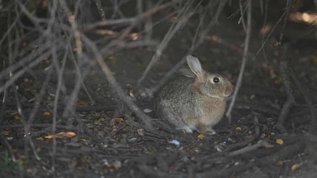 Rabbit plague looms amid calls for new biocontrols