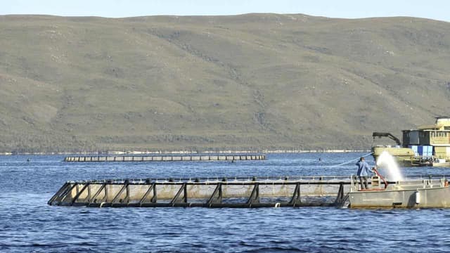 Murky waters surround federal salmon farm review