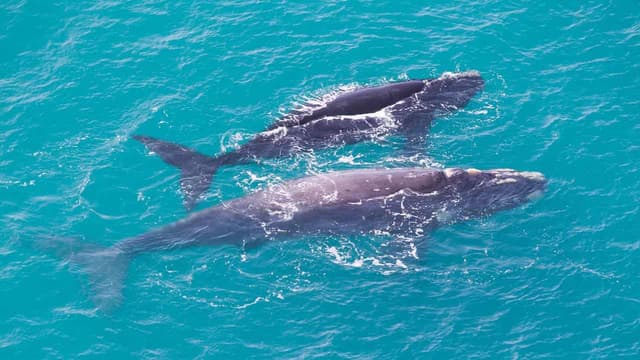 Wrong turn: whale species' population growth stalls