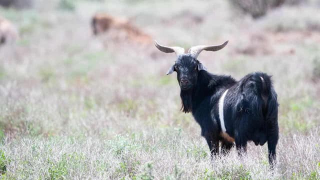 Pests, weeds to cost $30 billion a year without action