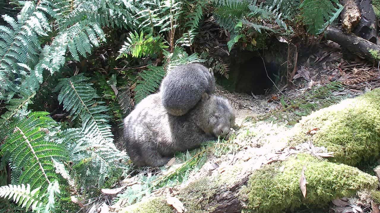 Wombat AI: software deployed to track native animals
