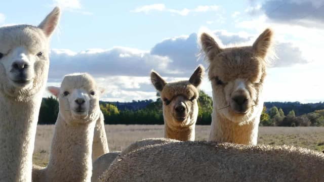 No llama drama, as Australian alpacas pack a punch