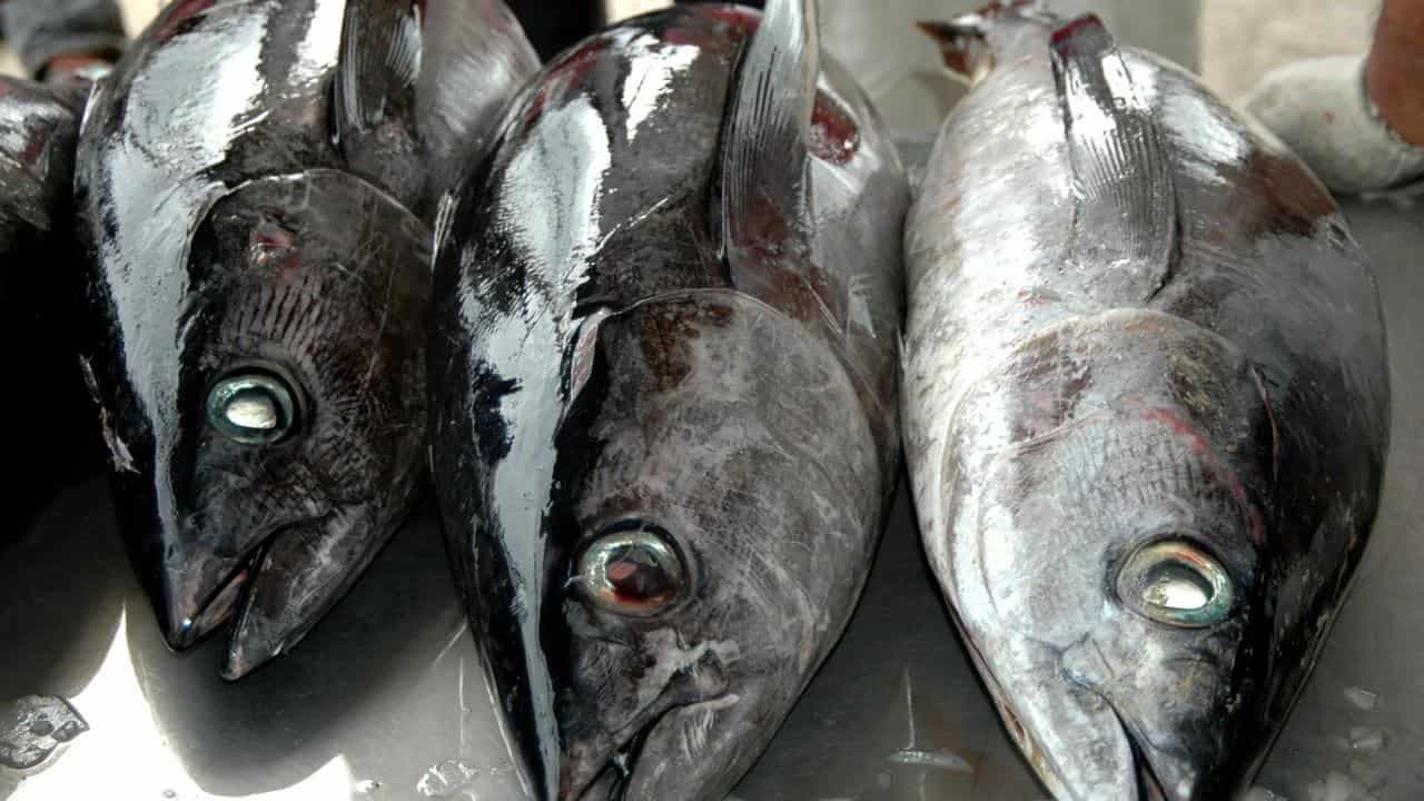 Tuna tune-up: calls for clearer green claims on cans