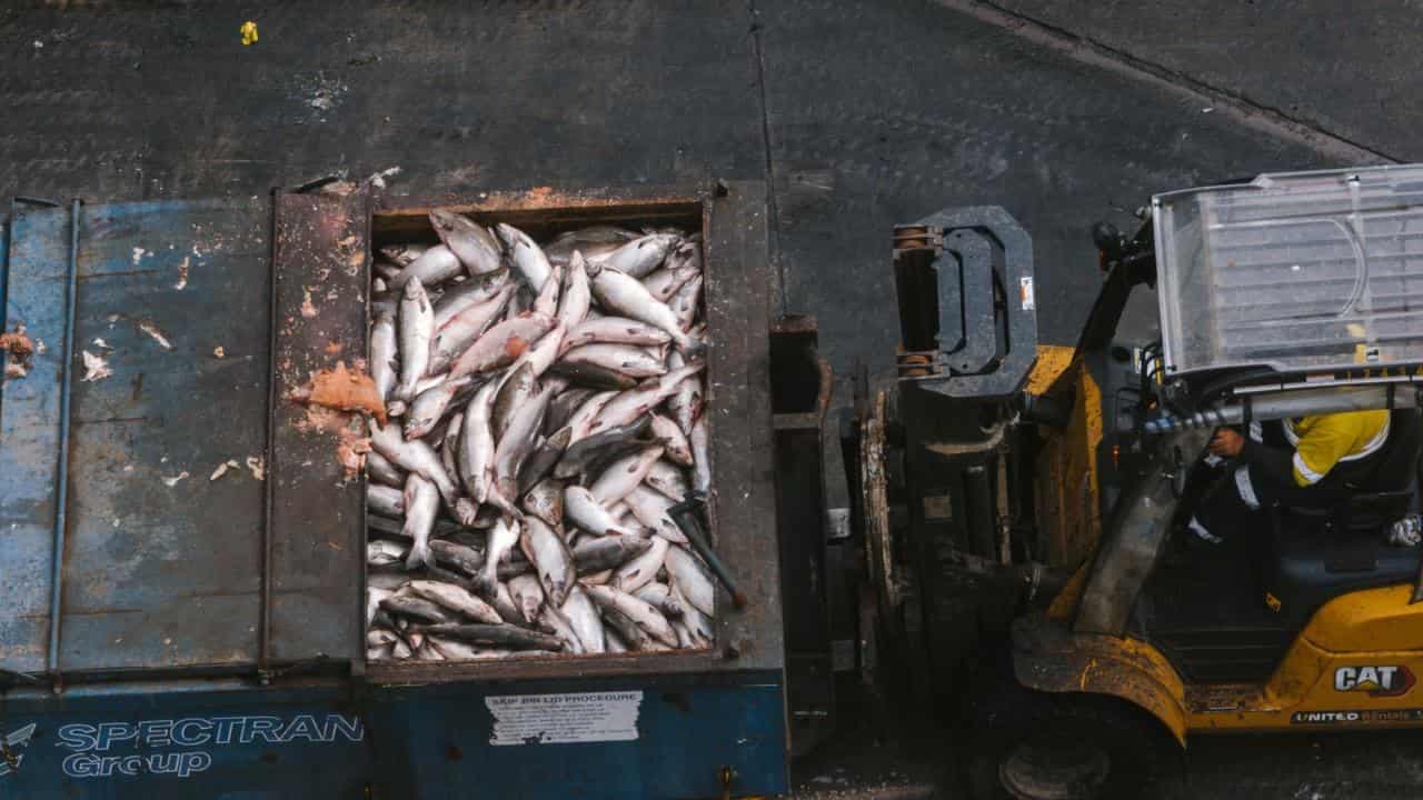 Kilotonnes of dead salmon spark call for farm scrutiny