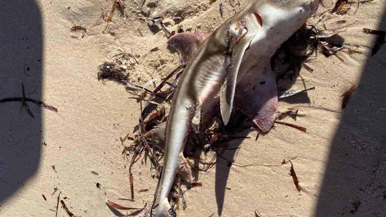 Hundreds of marine species suffocate in toxic algae