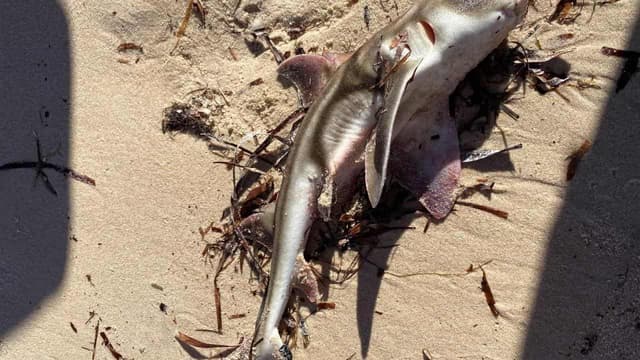 Hundreds of marine species suffocate in toxic algae