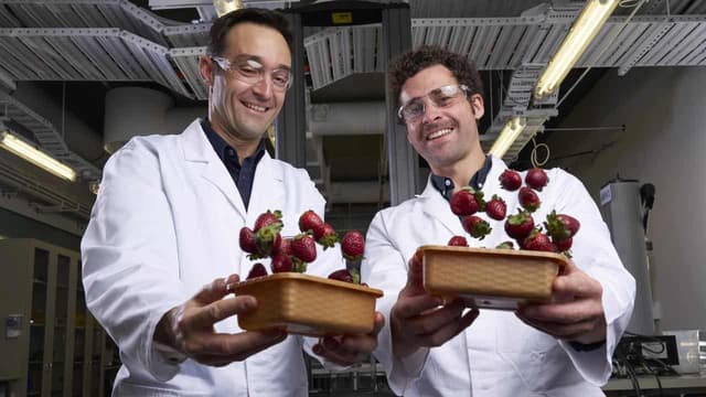 Strawberry shields forever: bioplastic cuts fruit waste