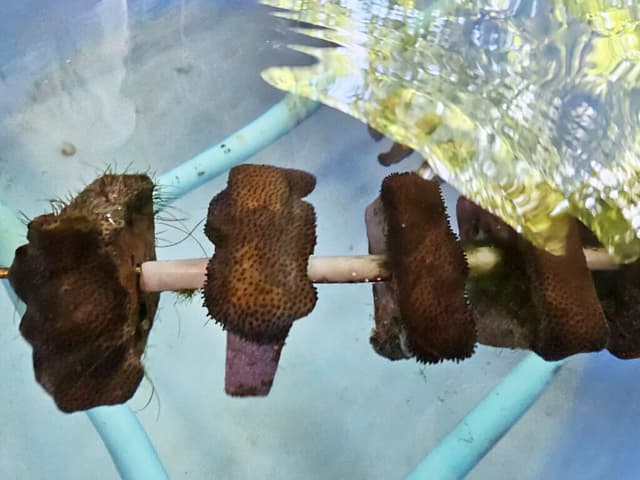 Chula Researcher Develops "Global-Warming Resistant Corals" for the Survival of Marine Ecosystems