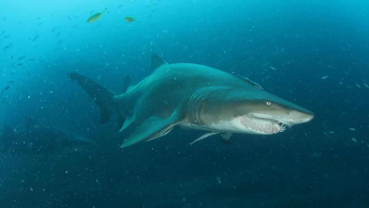Algal bloom linked to surge in shark sightings
