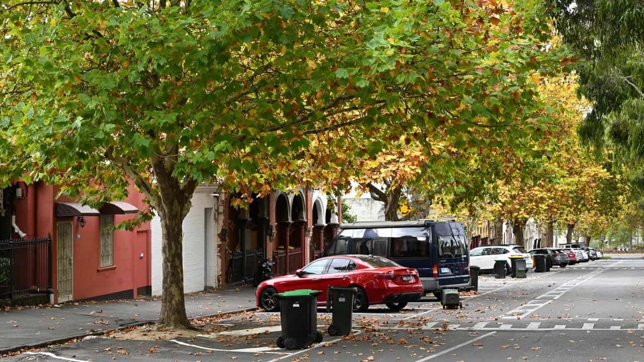 Designers find the beauty in much-maligned plane trees