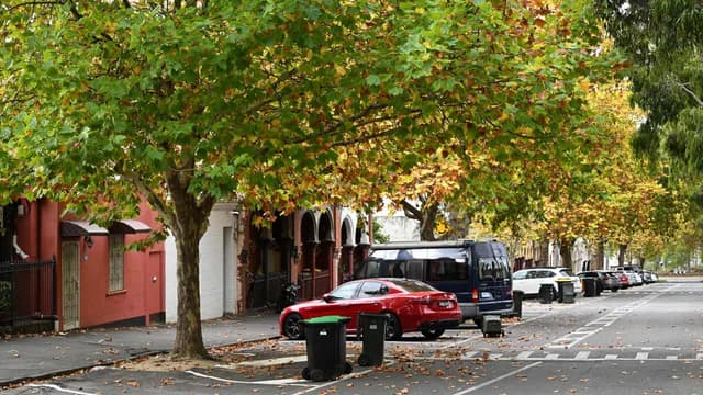 Designers find the beauty in much-maligned plane trees