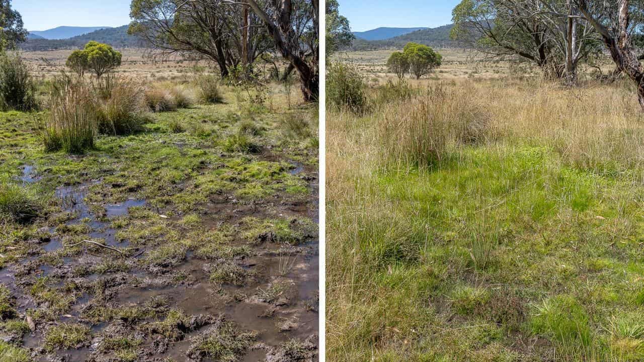 Kosciuszko 'turning point' as hard-hooved horses culled