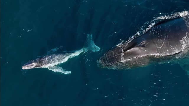 Young humpbacks exposed to danger with shifting births