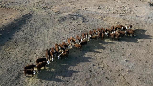 'This is really scary': farmers battle historic drought