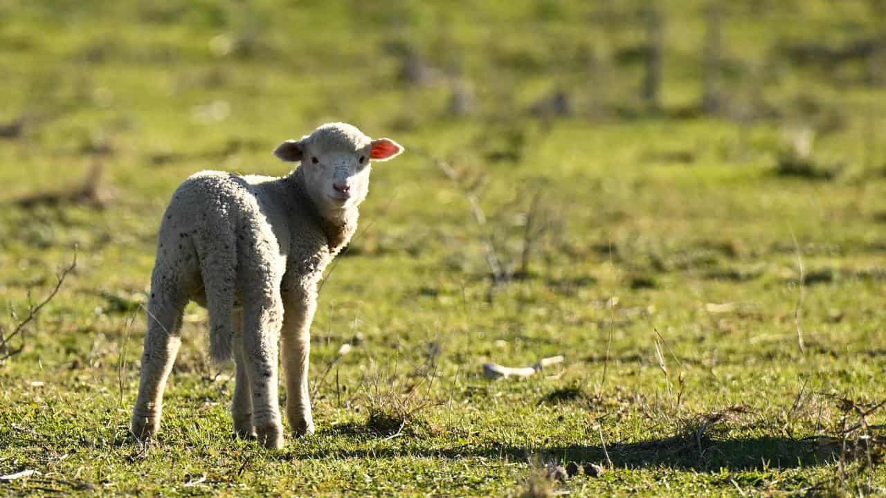 Fashion spinning new yarns from a sheep's head to tail