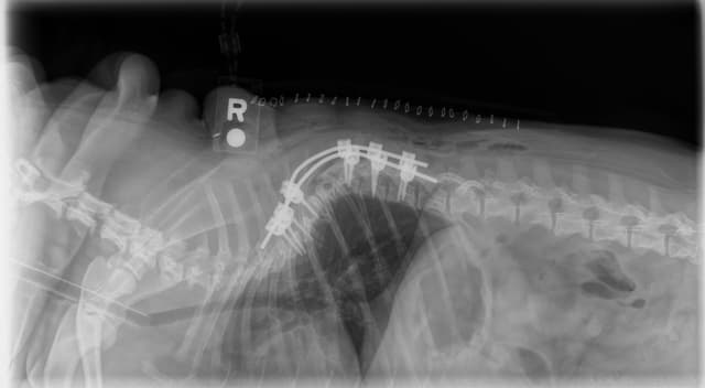 New CE Summit Focuses on Veterinary Neurosurgery, Innovation, and Collaboration