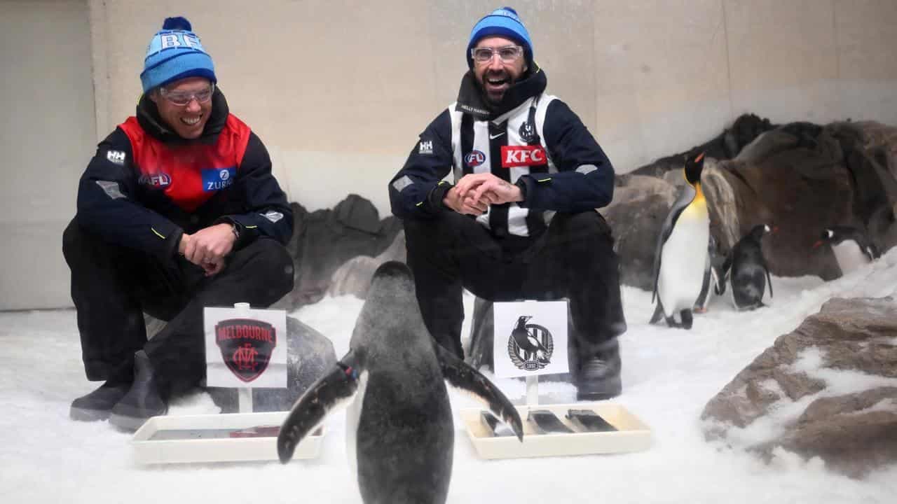 Demons star tracking well for King's Birthday rematch