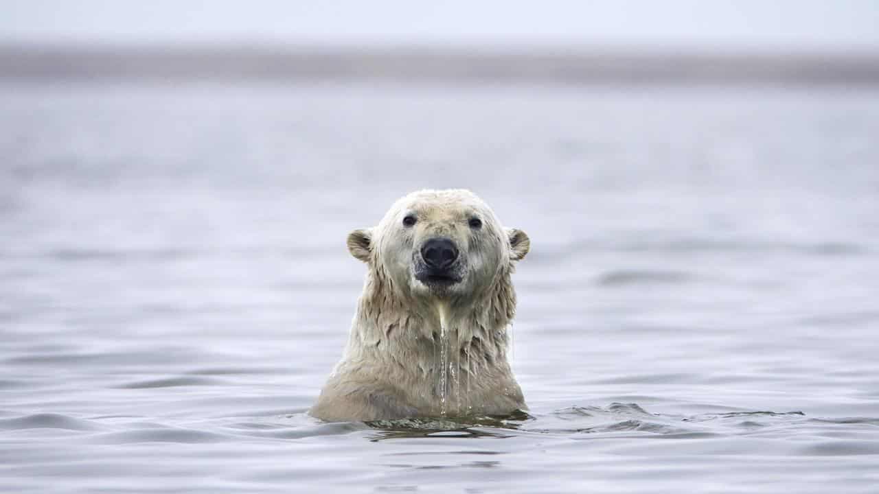 Claim says Arctic sea ice isn’t changing, but truth is the polar opposite