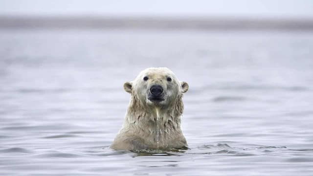 Claim says Arctic sea ice isn’t changing, but truth is the polar opposite