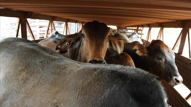 Nats leader fears US beef deal will butcher biosecurity