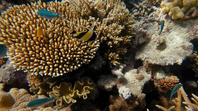 'Lifeline' for coral at risk of rising sea temperatures