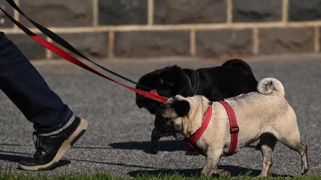 Family law reform to stop pets being weaponised