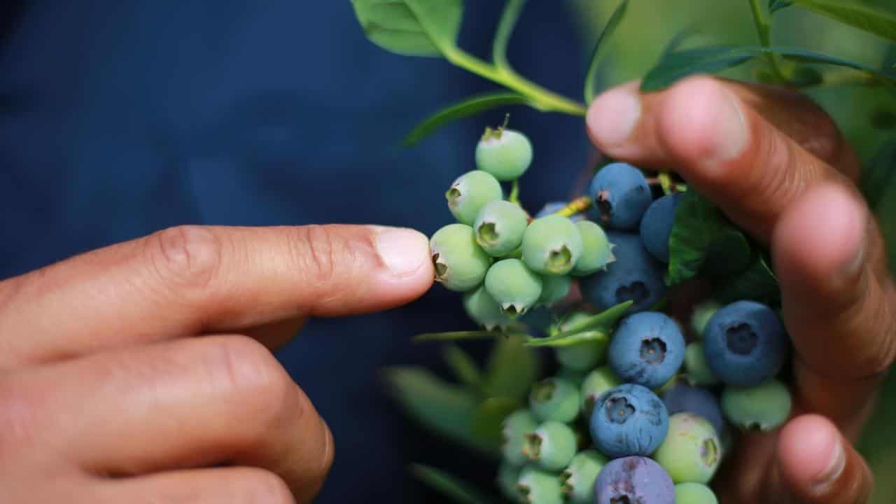 Farm flood damage trickling through to grocery checkout