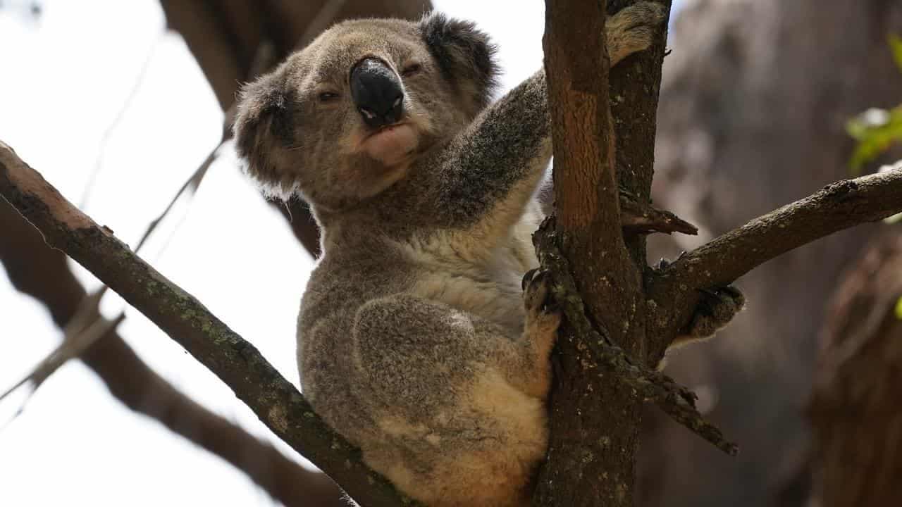 Indigenous knowledge helps uncover hidden 'koala city'