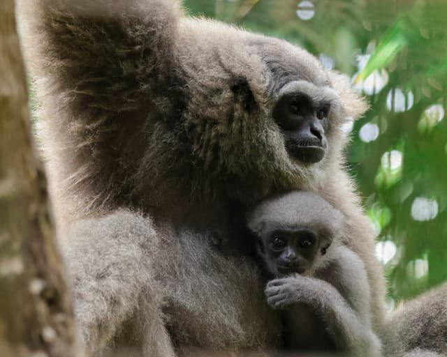 Three Generations Strong: Bali Zoo's Silvery Gibbon Legacy Grows