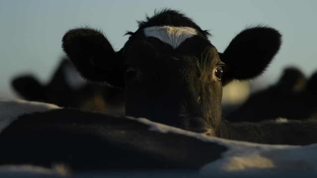 Semen worth $100k on bull market found in cattle caper