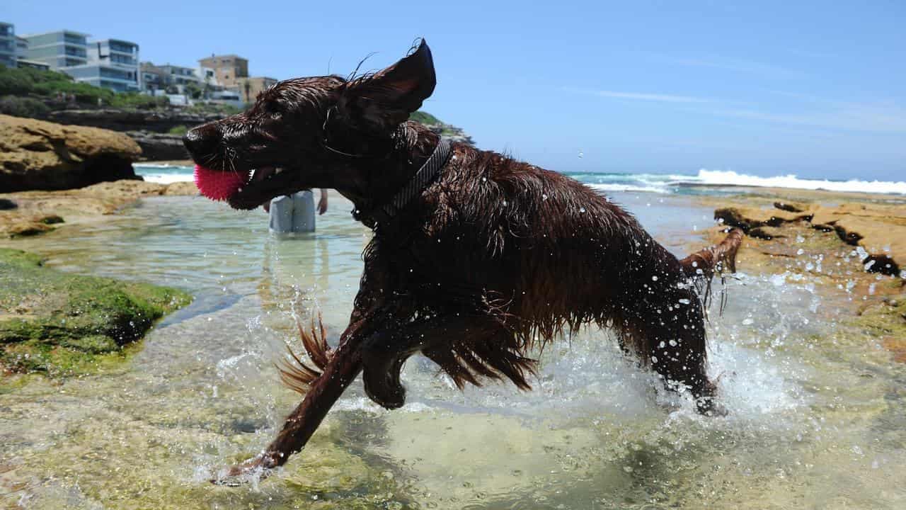 Red alert for furry friends on sweltering hot days