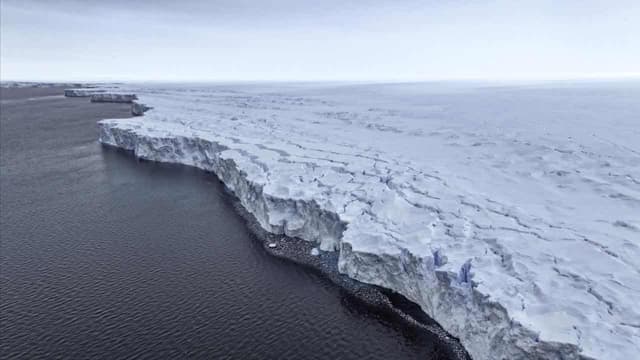 Sea ice loss risks more icebergs, threatens wildlife