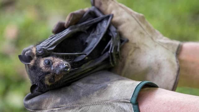 Man critical after catching rare bat lyssavirus virus