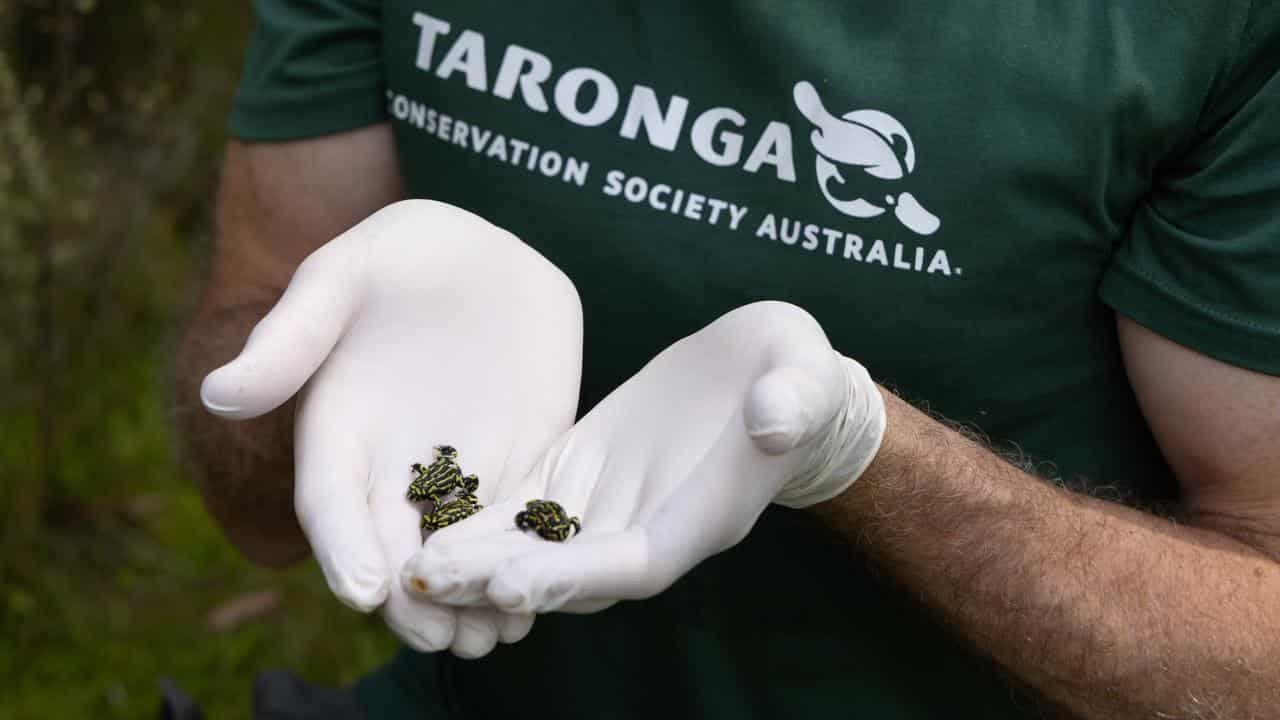 Rare frogs hop back into wild to stop species croaking