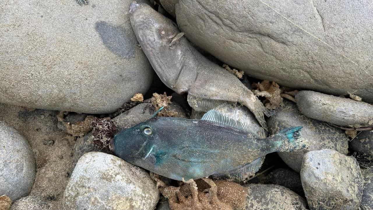 Algal bloom turns coast into a 'marine graveyard'