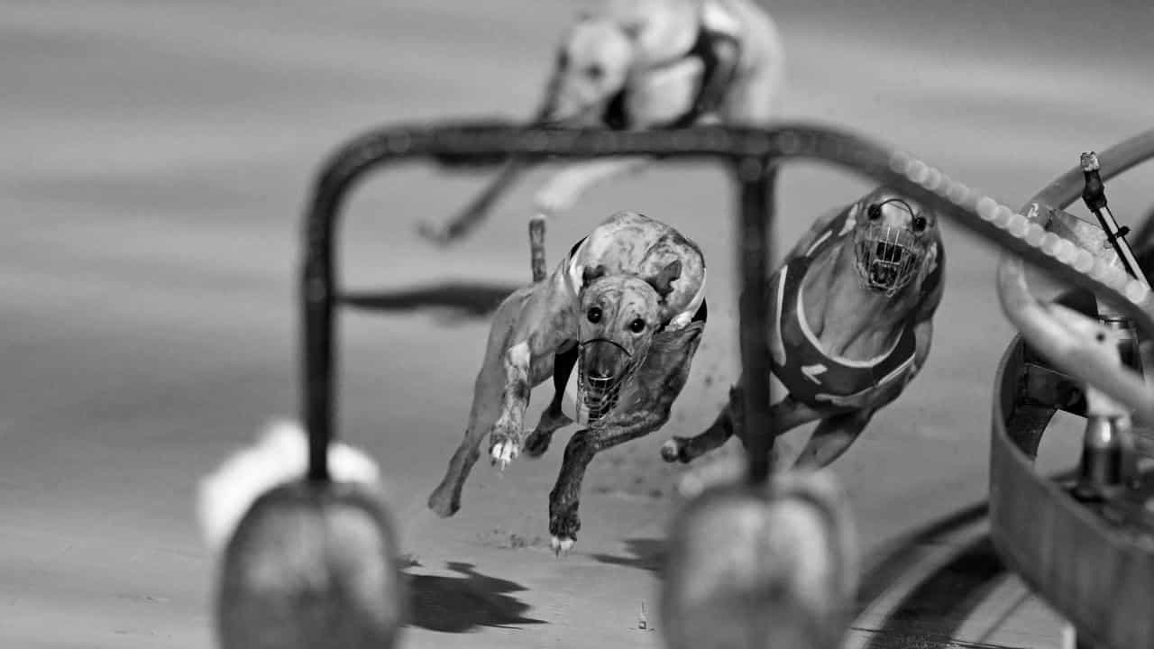 As Aussie as meat pies and Holden: farewell Dapto Dogs