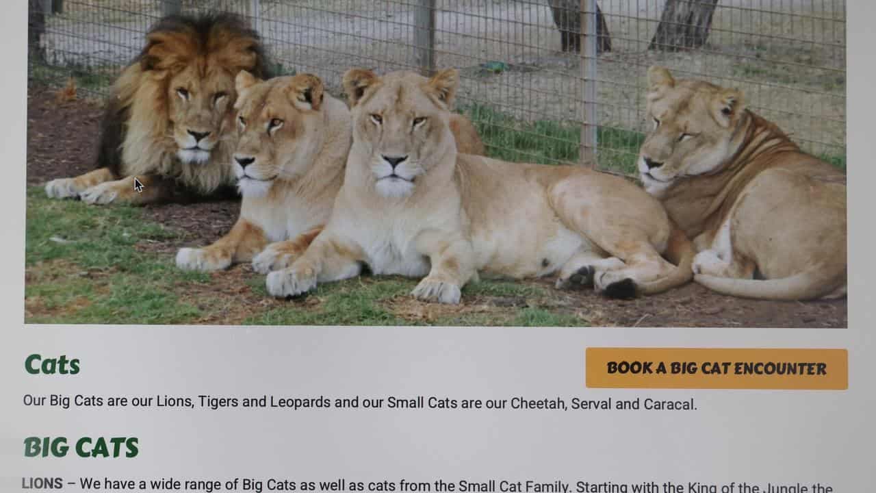 Lion bites woman in 'inexplicable' zoo attack