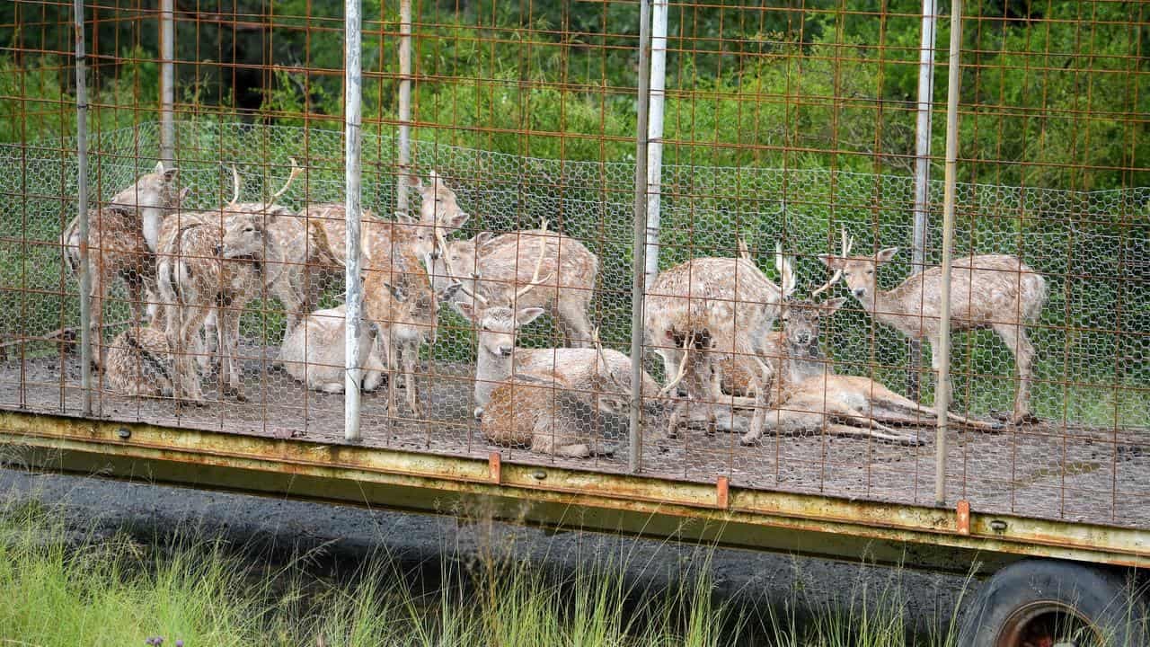Oh deer: feral pest on highway a fatal crash risk