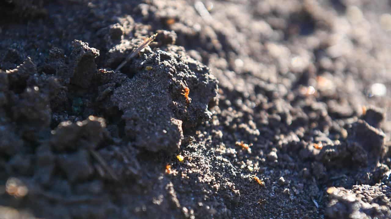 Fire ants in coal mine sound agriculture alarm