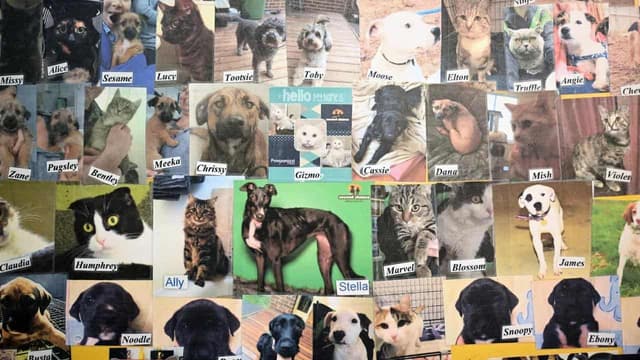 'Crisis': animal shelters struggling to survive