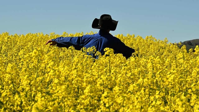 Hello Yellow: the humble crop spinning tourism gold