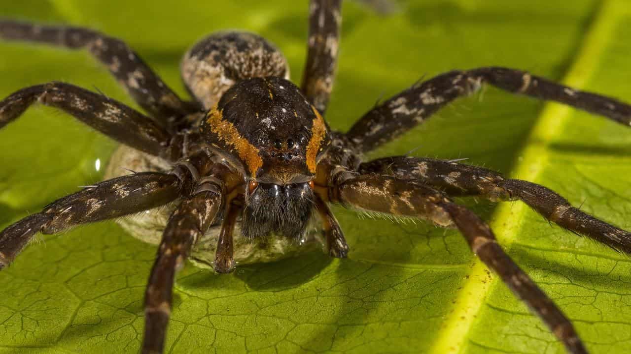 Mushrooms to mice: our fears of nature are costing us