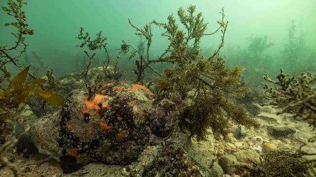 'Practical focus' as algal bloom inquiry calls rejected