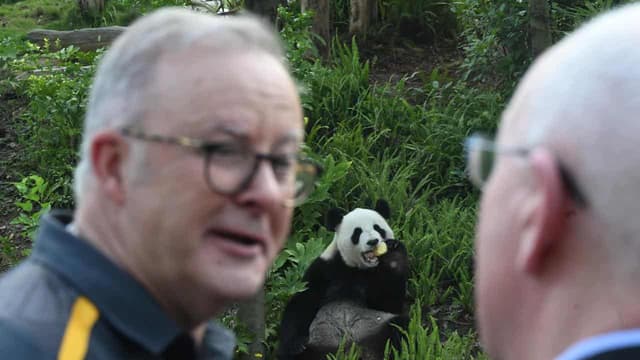 Panda-mania: PM gushes over ‘great friend of Australia’