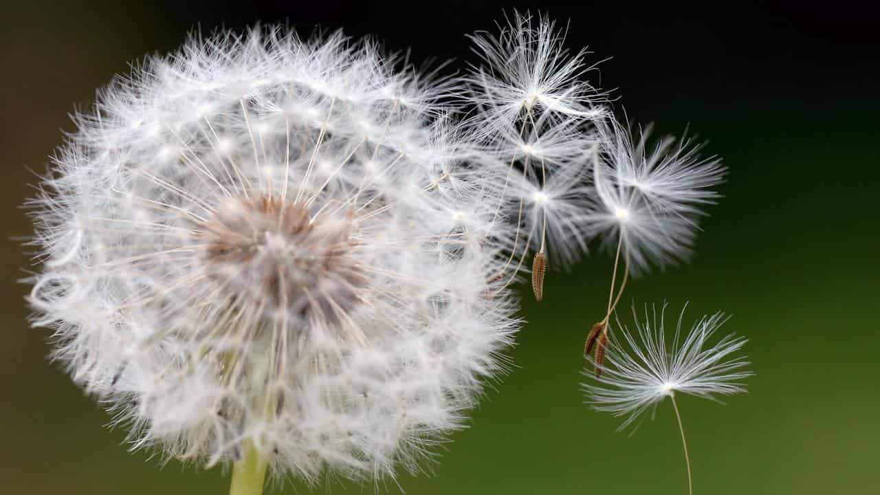 Dandelion tea cancer cure claims blown away
