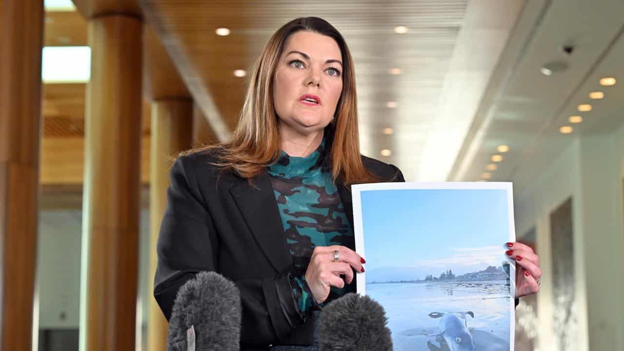 Political leaders 'passing the buck' on algae crisis